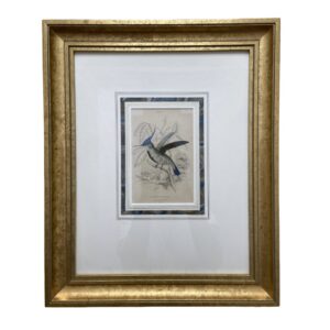 19th Century Etching of Loddiges's Hummingbird