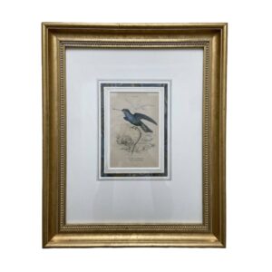 19th Century Etching of Saphire-Throated Hummingbird