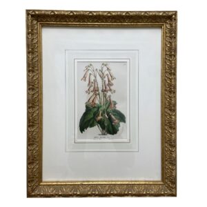 Pair of Horto van Houtteano Botanical Lithographs