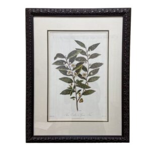 Vintage Print of Green Tea Plant Botanical by Robert Thorton