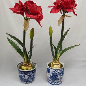 Pair of Blue & White Pots with Faux Amaryllis