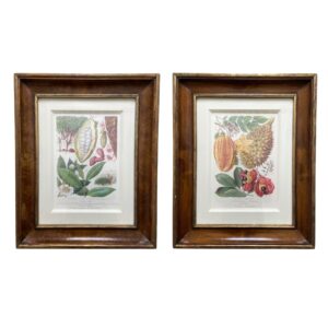 Pair of Fruit Botanical Prints in Burl Wood Frames