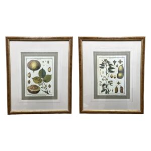 Pair of Histoire Naturelle Botanical Prints in Burled Frames